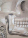 Skeletor