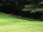 Wild Turkeys