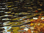 Ripple Effect