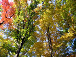 The Colors of Fall