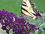 Butterfly Close-up