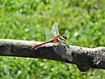Red Dragonfly
